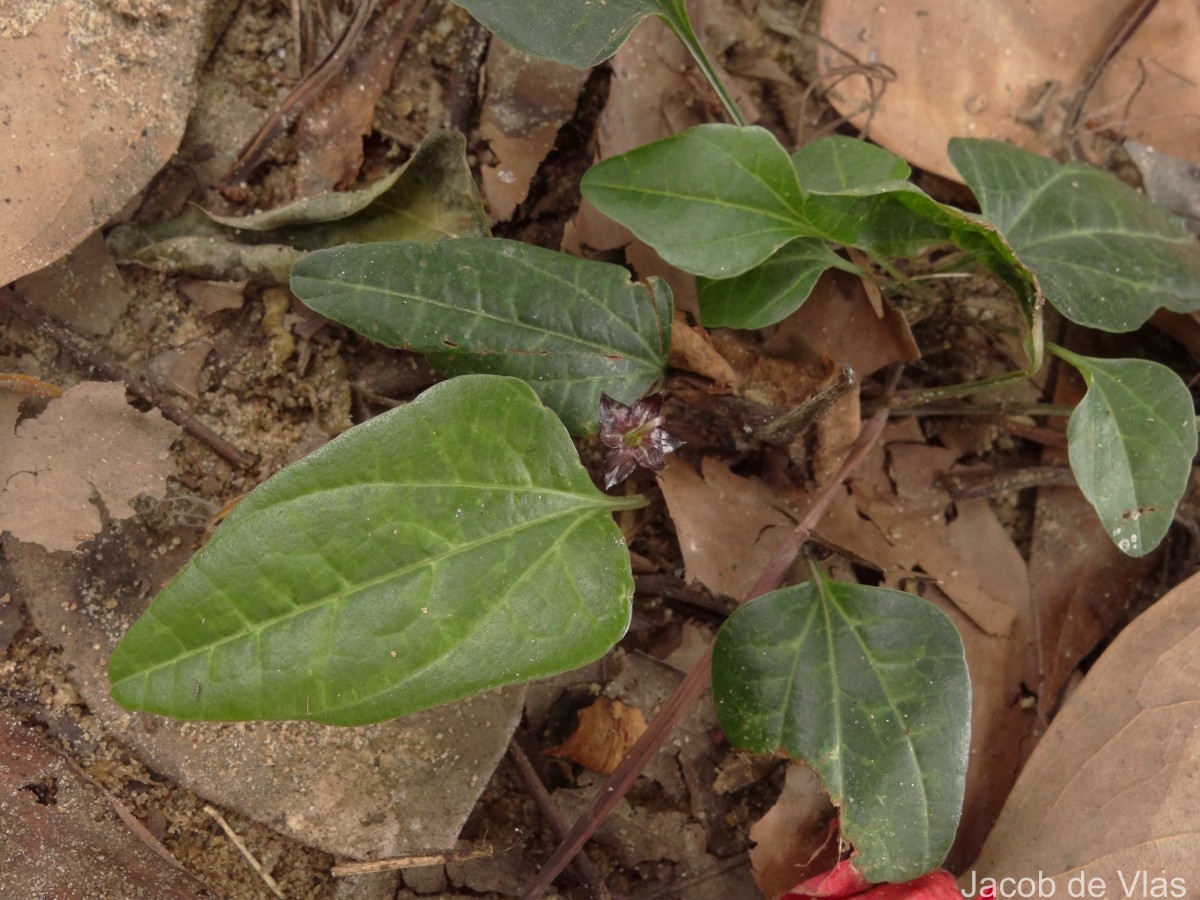 Trichopus zeylanicus Gaertn.